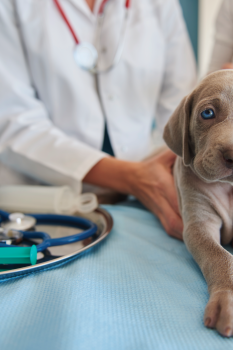 pet-point-starostlivost-img3-veterinarna-ambulancia-lucenec